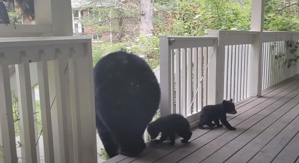 Man And Bear Are Friends