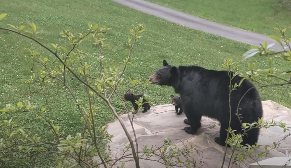 Man And Bear Are Friends