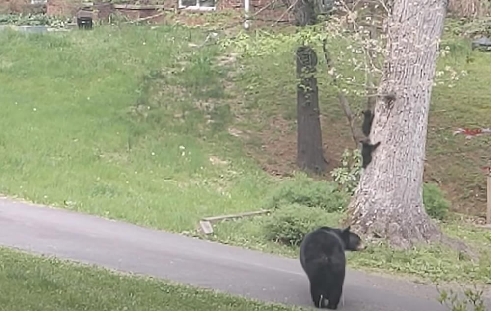 Man And Bear Are Friends