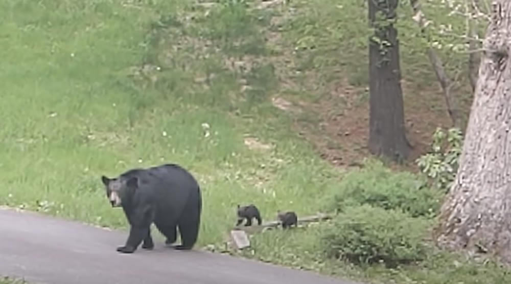 Man And Bear Are Friends