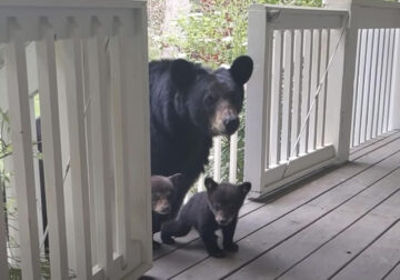 Man And Bear Are Friends