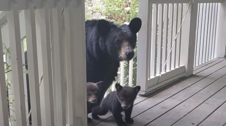 Man And Bear Are Friends