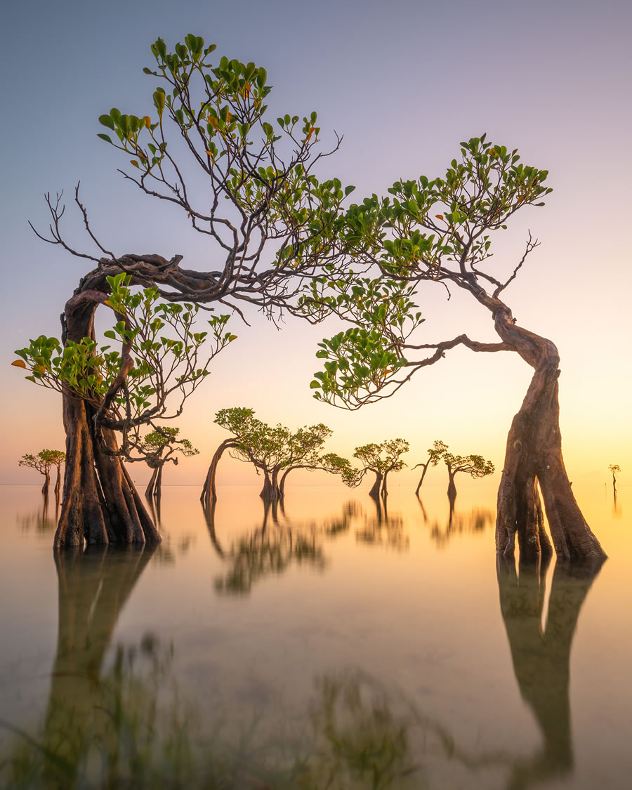 Mangrove Photography Awards 2022