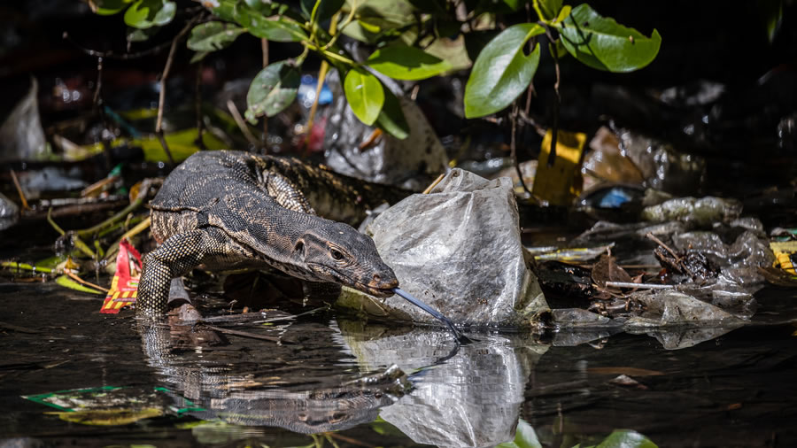 Mangrove Photography Awards 2022