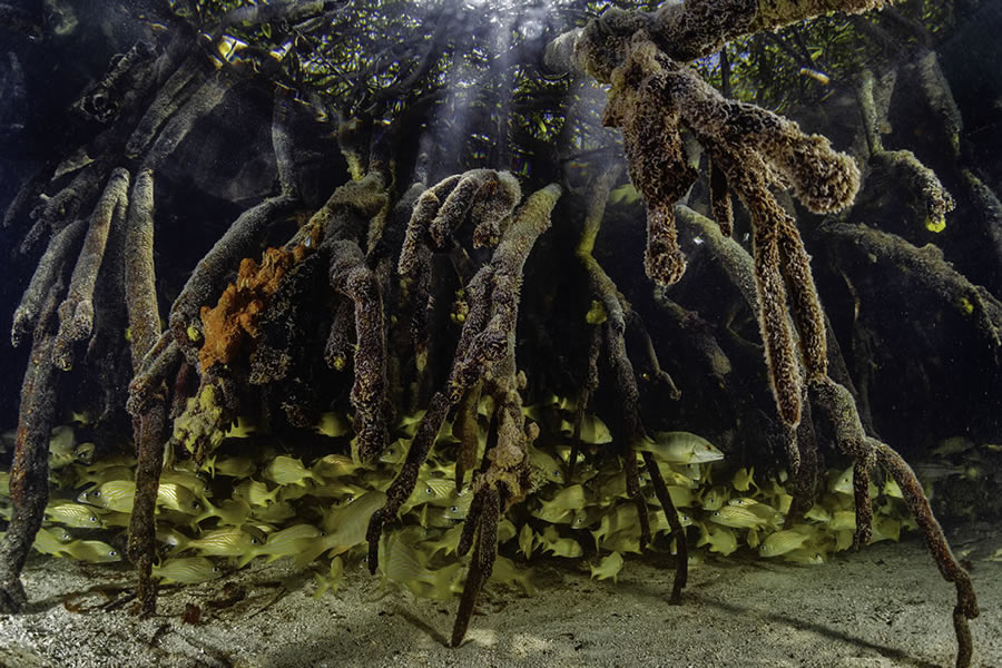 Mangrove Photography Awards 2022