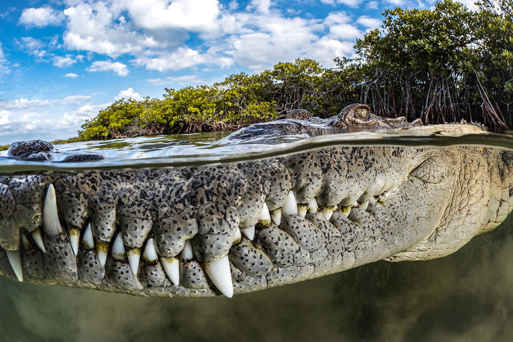 Mangrove Photography Awards 2022