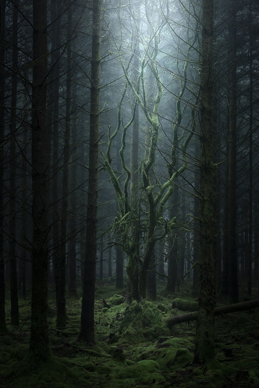 Mystical Forests By Neil Burnell