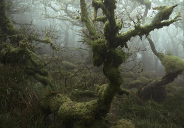 Mystical Forests By Neil Burnell