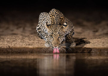 Waterhold build for Animals By Will Burrard-Lucas