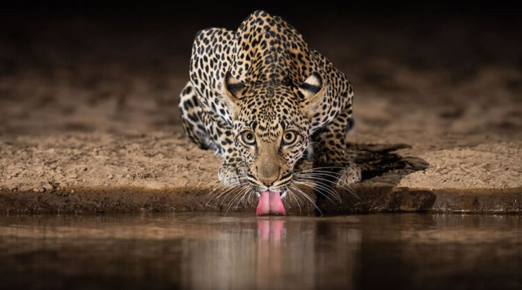 Waterhold build for Animals By Will Burrard-Lucas