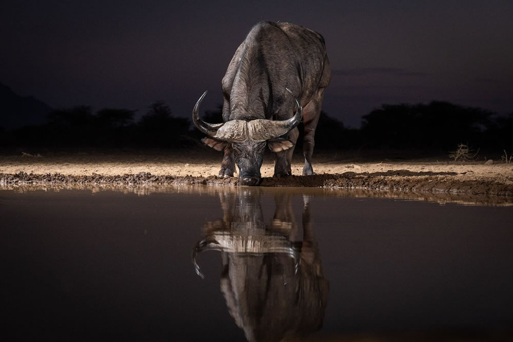 Waterhold build for Animals By Will Burrard-Lucas