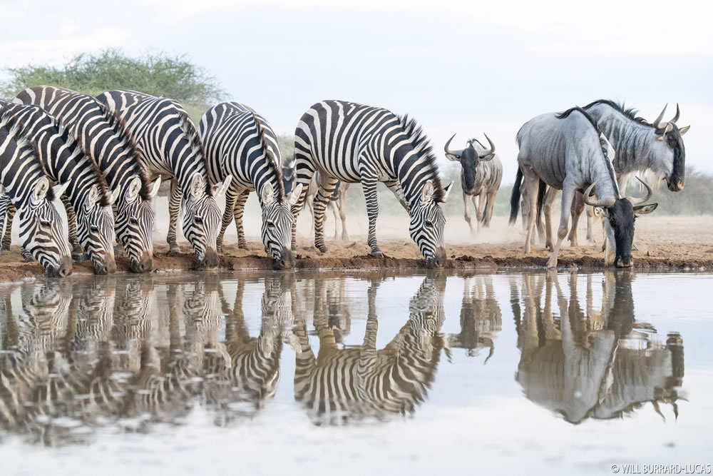 Waterhold build for Animals By Will Burrard-Lucas