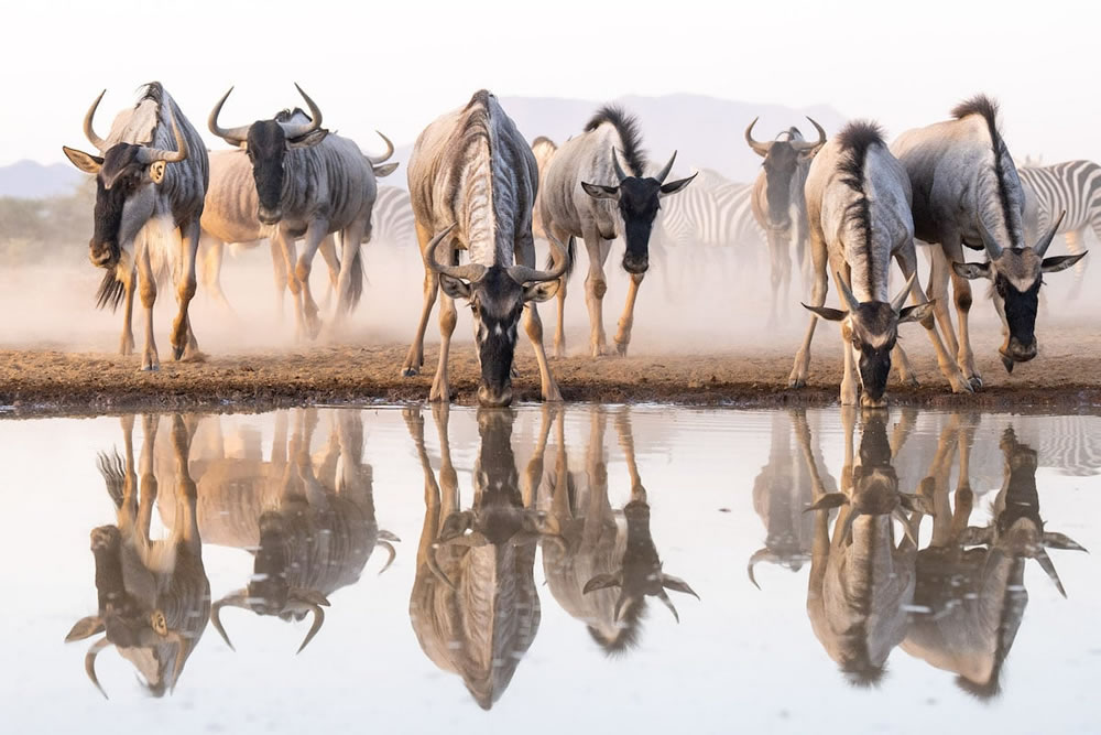 Waterhold build for Animals By Will Burrard-Lucas