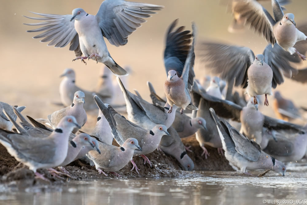 Waterhold build for Animals By Will Burrard-Lucas