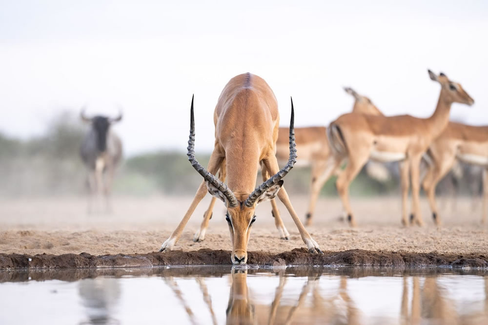 Waterhold build for Animals By Will Burrard-Lucas