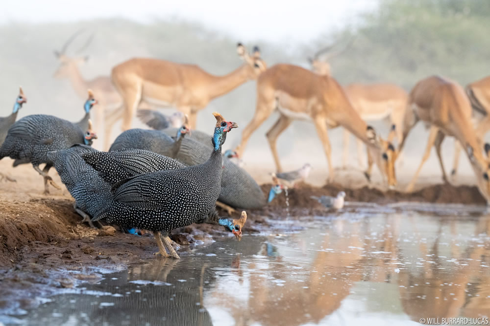 Waterhold build for Animals By Will Burrard-Lucas