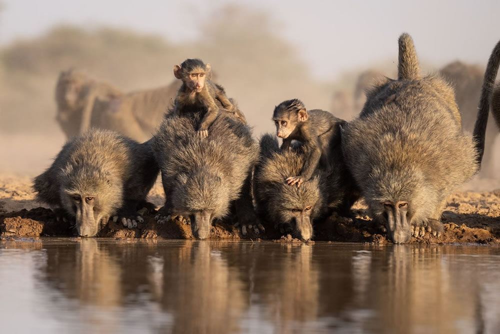 Waterhold build for Animals By Will Burrard-Lucas