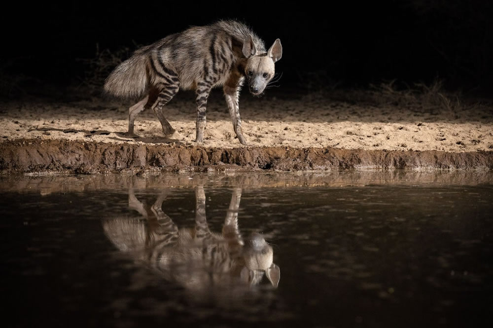 Waterhold build for Animals By Will Burrard-Lucas