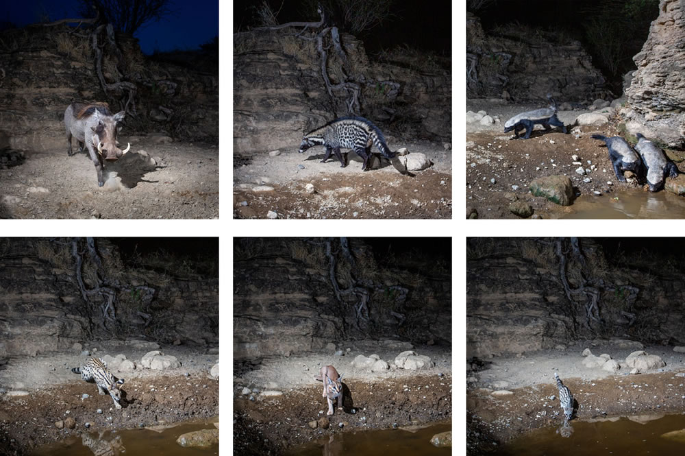 Waterhold build for Animals By Will Burrard-Lucas