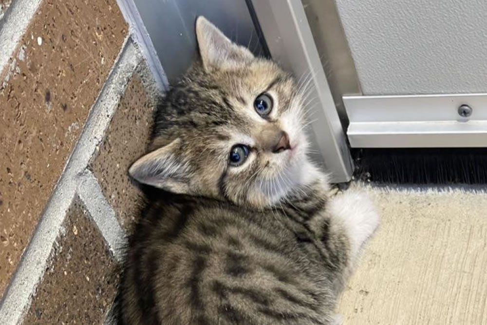 Cute Adoption Pets Photos