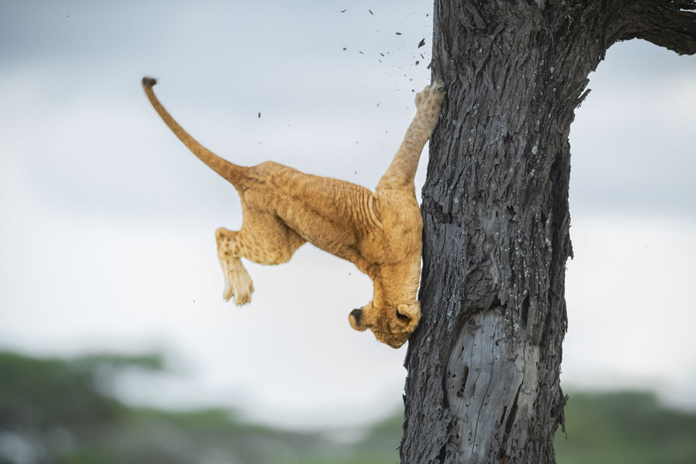 Comedy Wildlife Photography Awards 2022