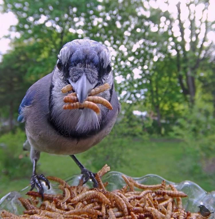 Feeder Cam For Birds In Her BackYard By Ostdrossel