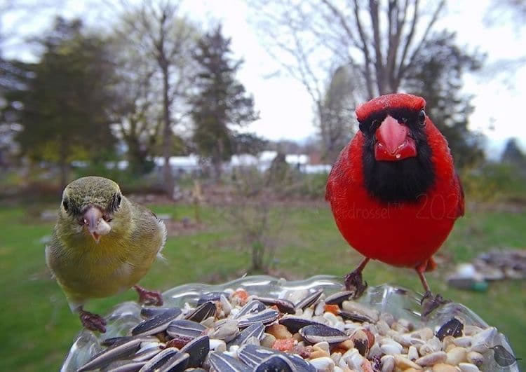 Woman Sets Up Tiny Feeder Cam to Capture Close-Ups of Birds Eating in Her  Backyard