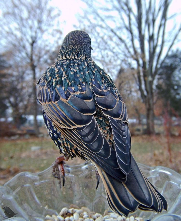 Woman Sets Up Tiny Feeder Cam to Capture Close-Ups of Birds Eating in Her  Backyard