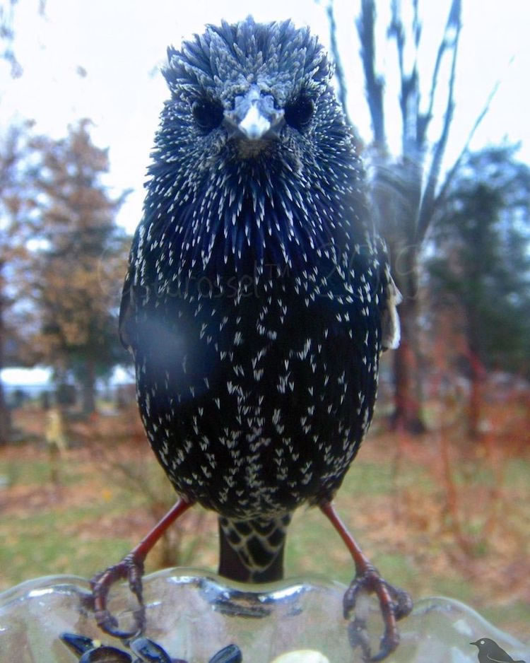 Feeder Cam For Birds In Her BackYard By Ostdrossel