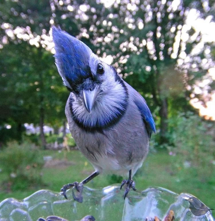 Feeder Cam For Birds In Her BackYard By Ostdrossel