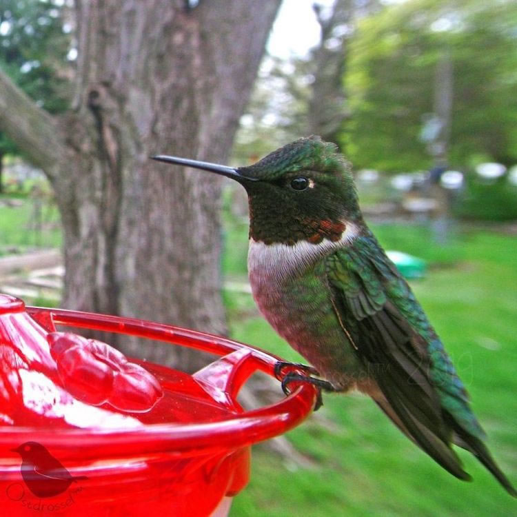 Câmera alimentadora para pássaros em seu quintal por Ostdrossel
