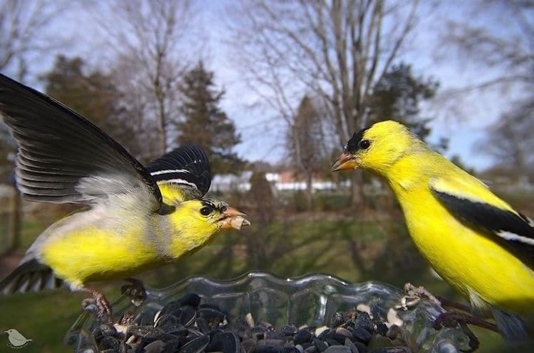 Feeder Cam For Birds In Her BackYard By Ostdrossel