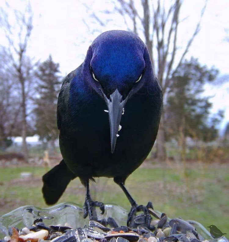 Feeder Cam For Birds In Her BackYard By Ostdrossel