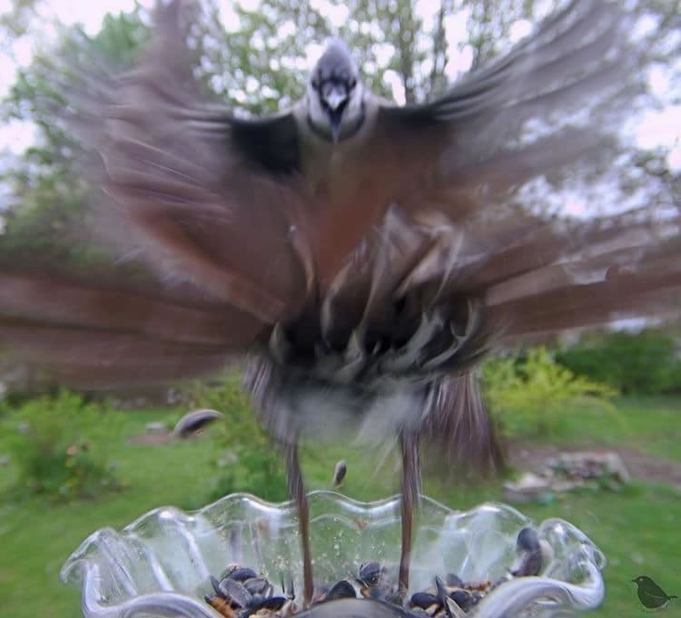 Feeder Cam For Birds In Her BackYard By Ostdrossel