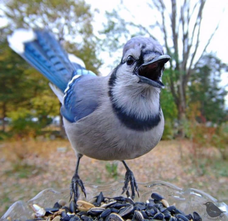 Feeder Cam For Birds In Her BackYard By Ostdrossel