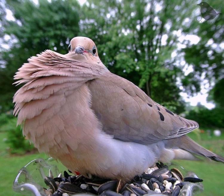 Feeder Cam For Birds In Her BackYard By Ostdrossel