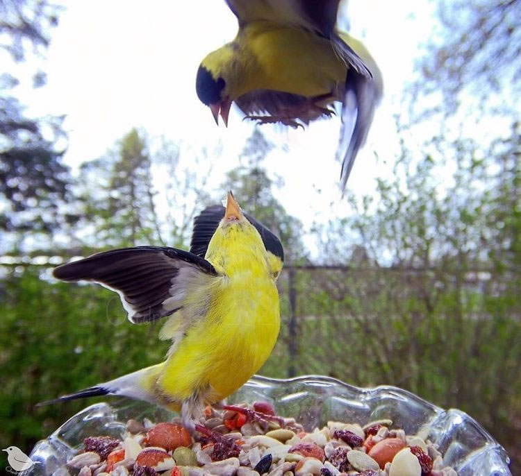 Câmera alimentadora para pássaros em seu quintal por Ostdrossel