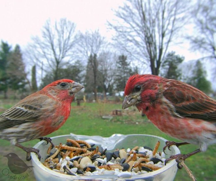 Feeder Cam For Birds In Her BackYard By Ostdrossel