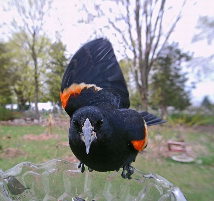 Feeder Cam For Birds In Her BackYard By Ostdrossel