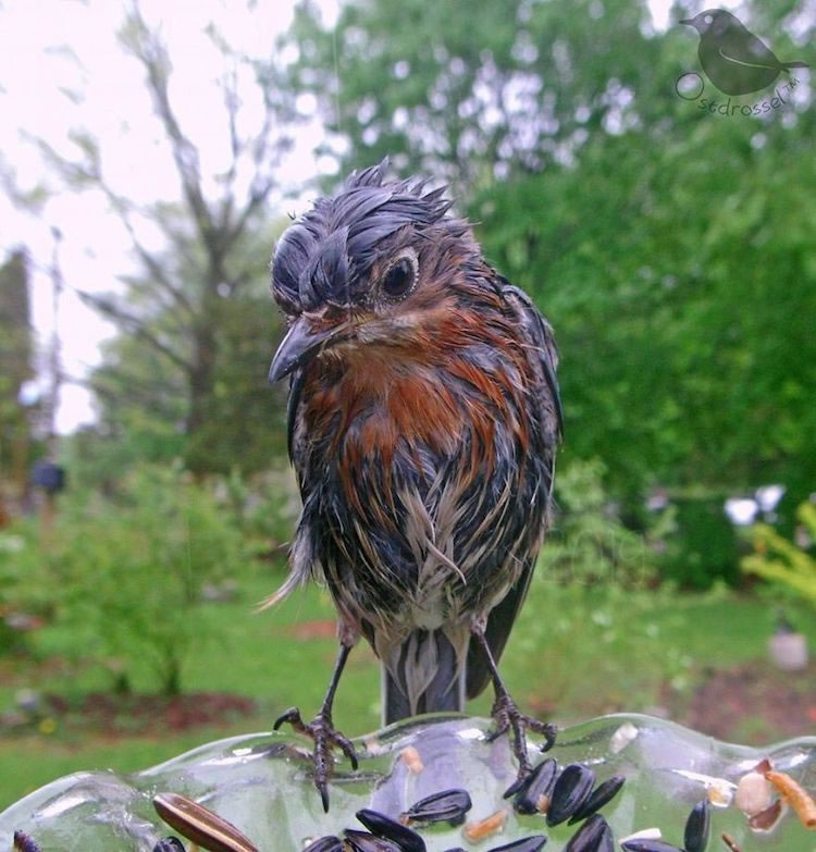 Feeder Cam For Birds In Her BackYard By Ostdrossel