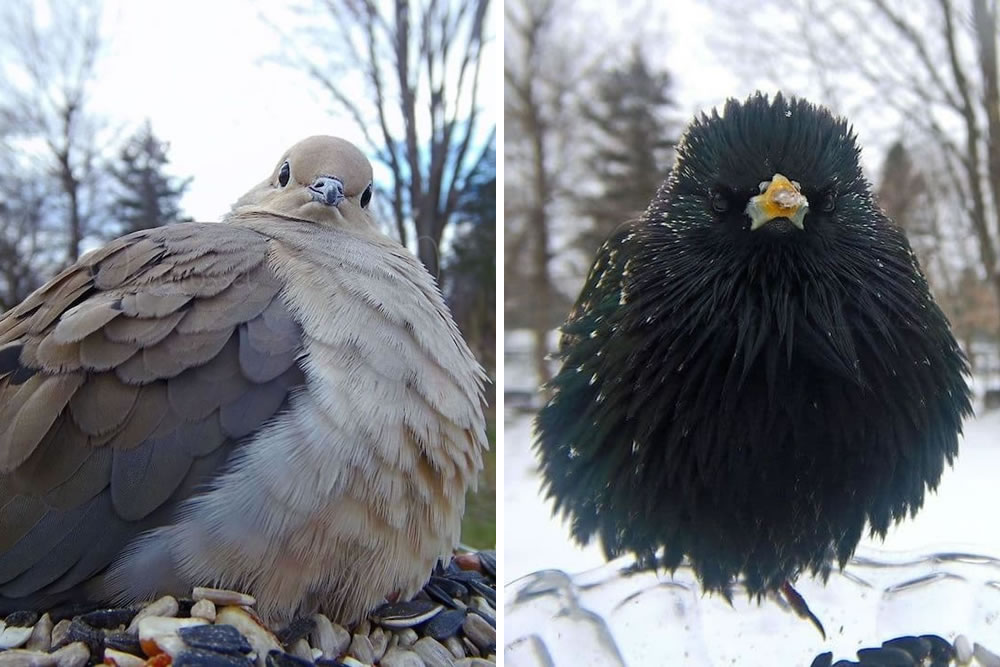 Woman Sets Up Tiny Feeder Cam to Capture Close-Ups of Birds Eating in Her  Backyard