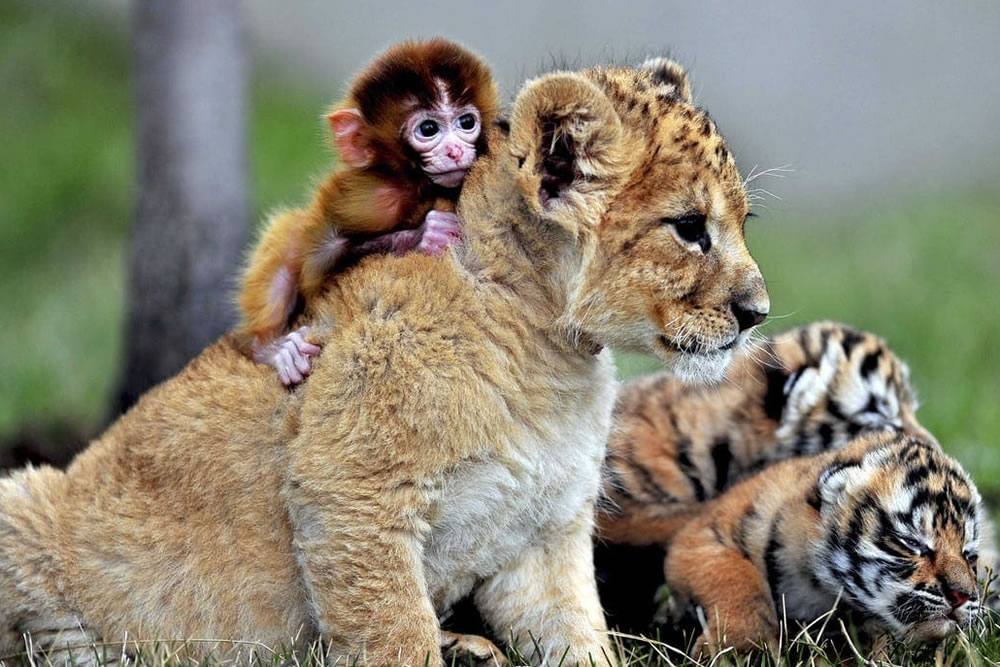 30 Photos Shows Friendship Between Animals Is Truly Beautiful