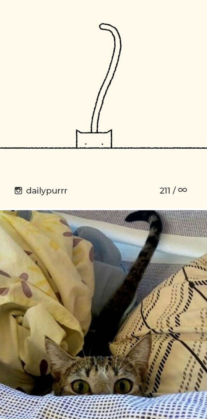 Funny Cat Drawings By Daily Purrr