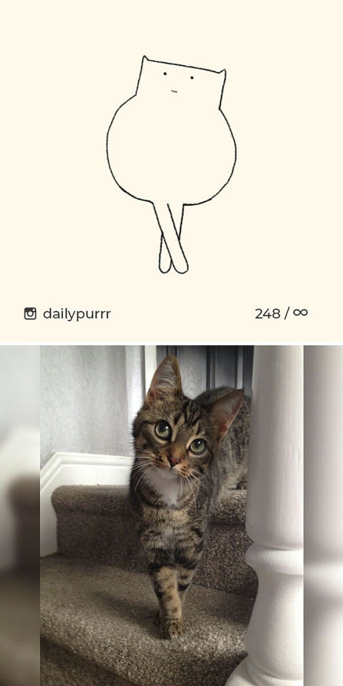 Funny Cat Drawings By Daily Purrr