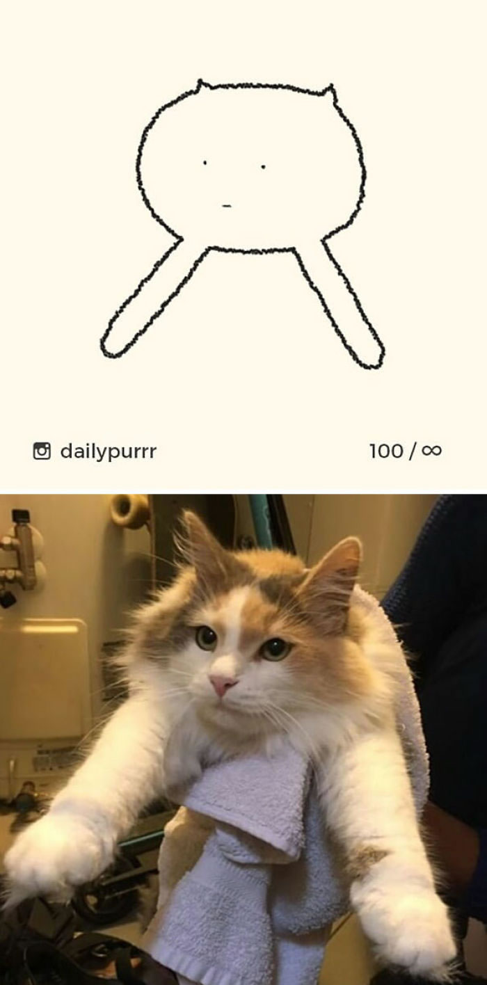 Funny Cat Drawings By Daily Purrr