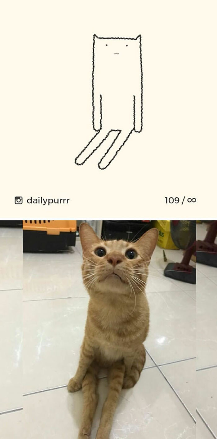 Funny Cat Drawings By Daily Purrr