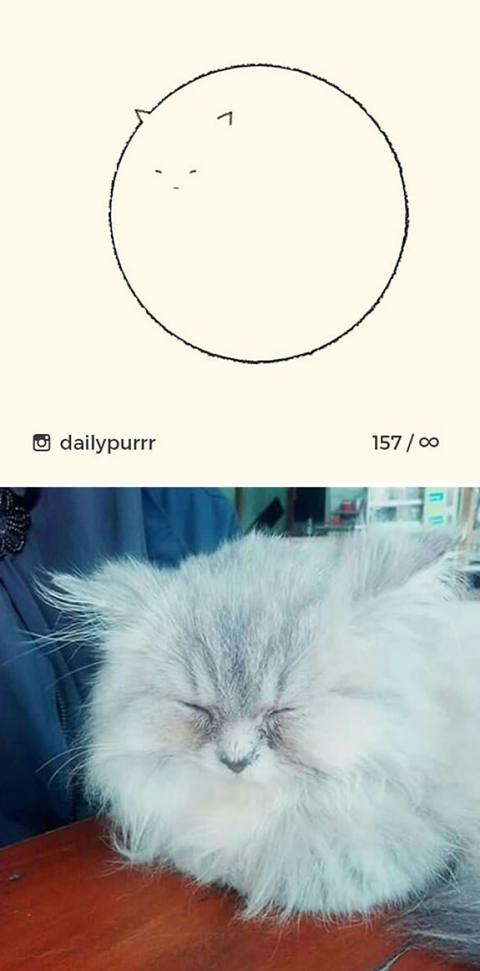 Funny Cat Drawings By Daily Purrr