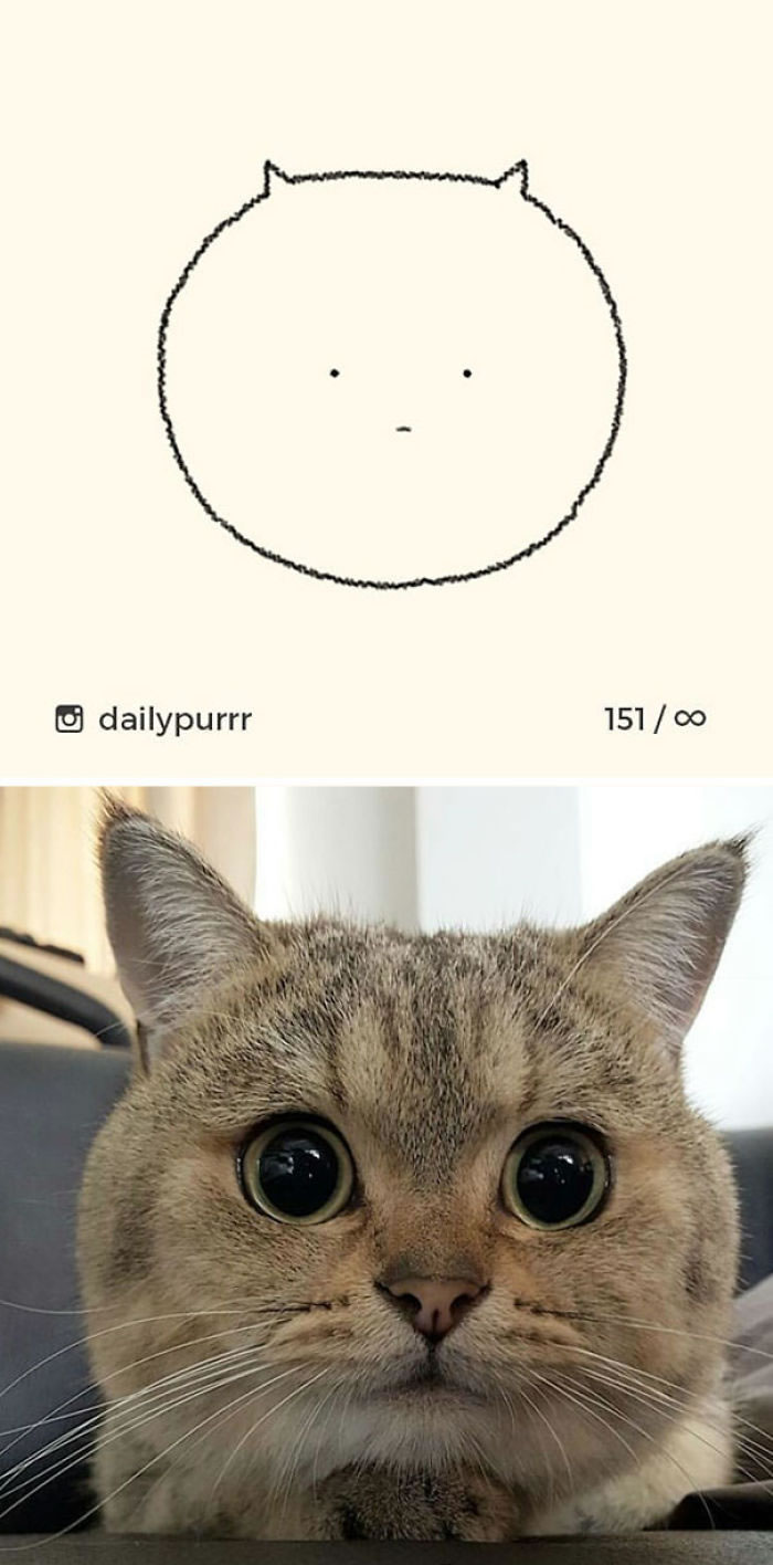 Funny Cat Drawings By Daily Purrr