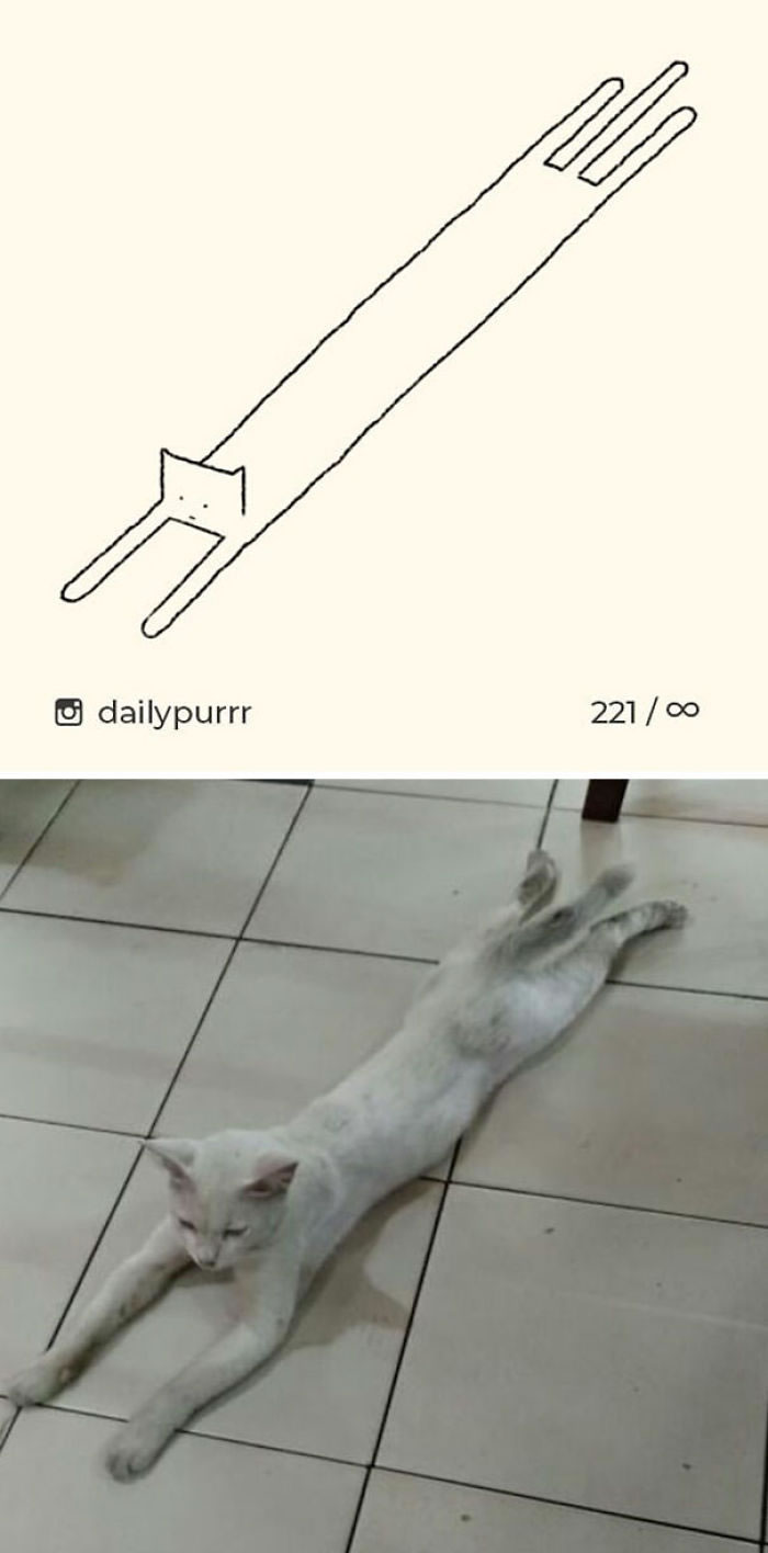 Funny Cat Drawings By Daily Purrr