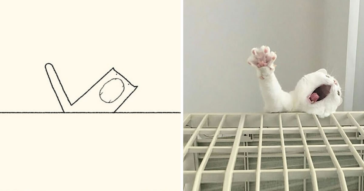 Artist Illustrates Funny Cat Photos That Made Everyone Laugh With How  Accurate They Were